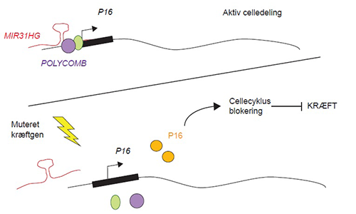 I normale celler binder MIR31HG kontrolboksen af anti-kræftgenet p16INK4a sammen med Polycomb repressor proteinerne for at forhindre p16INK4a produktionen. Når kræftgener muteres eller aktiveres er MIR31HG og Polycomb proteinerne ikke længere til stede på p16INK4a, hvilket tillader p16INK4a produktion og dermed en cellecyklusstandsning. Med denne mekanisme, kaldet onkogen-induceret senescens, forhindres forstadier til kræft i at udvikle sig. Illustration: Marta Montes.