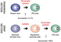 Yamanaka- og Graf- metoderne til stamcelle-reprogrammering.