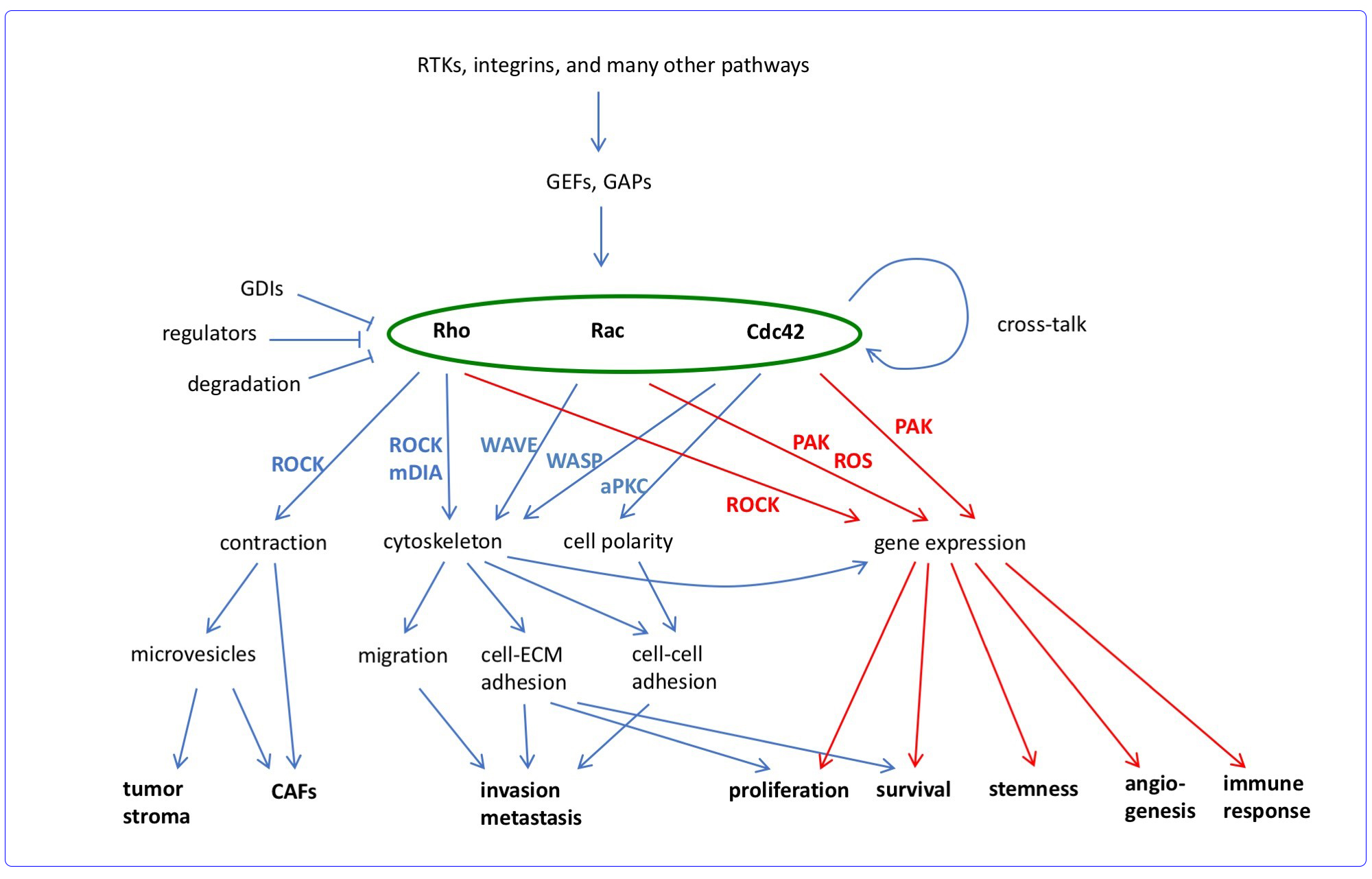 Overview of tumor relevant functions of Rho GTPases. Simplified scheme showing major regulation and effector pathways of Rho GTPases in cancer with a focus on Rho, Rac, and Cdc42. Important effector pathways are indicated beside the corresponding arrows. Rho GTPases regulate invasion and metastasis particularly by controlling cytoskeletal organization. Rho GTPase‐dependent gene expression controls stemness, angiogenesis, and immune response, while proliferation and survival are affected by cytoskeleton and gene expression. Rho‐dependent cell contraction is important for microvesicle and CAF formation (RTKs: receptor tyrosine kinases; ROS: reactive oxygen species; CAF: cancer associated fibroblasts).