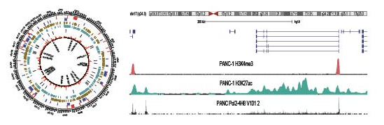 Figure legend: We combined next generation sequencing with pathological and clinical annotation of human resected samples to identify regulatory elements associated with pancreatic cancer. Left. Genome wide annotation of noncoding RNAs associated with regulatory element and single nucleotide polymorphism associated with risk of pancreatic cancer. Right. Genome browser snapshot showing a noncoding RNA expressed from a regulatory element of pancreas development and upregulated in cancer.