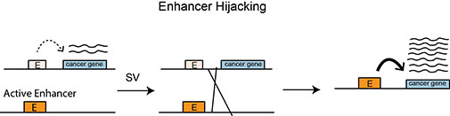 The figure shows how a cross over of DNA sections can connect an active enhancer to a cancer gene. The cancer gene is thereby turned on and produces growth-stimulating proteins. Figure: Joachim Weischenfeldt.
