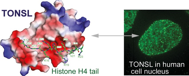 LEFT: TONSL interacting with the chromatin target (green) with appropriate epigenetic information. Right: Localisation of TONSL protein in a human cell nucleus