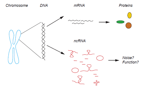 non-coding RNA (ncRNA)