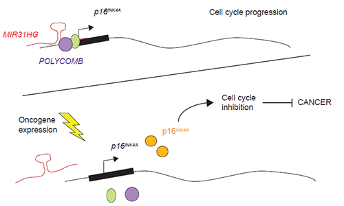 cell cycle progression