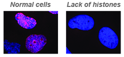 In normal cells, DNA undergoing duplication (pink) are seen in the cell nucleus (blue). In cells deprived of histones, DNA copying is significantly repressed. Photos: Yunpeng Feng, BRIC.