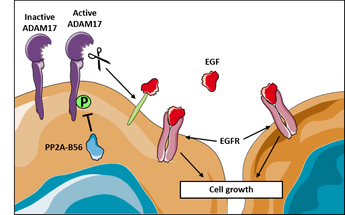 PP2A binding to ADAM17 whcich cleaves other proteins such as the growth factor EGF which again binds the receptor EGFR and stimulates cell growth.