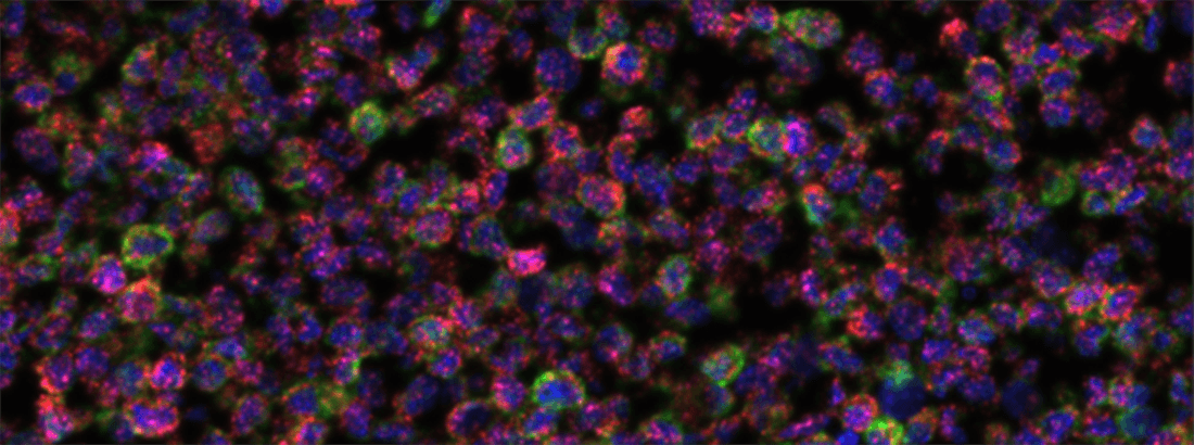 RNAScope 3-plex, Mm-POLA2A, Mm-PPIB, Mm-UBC, 3T3 cell pellet