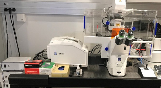 Laser scanning confocal microscope Zeiss LSM 800