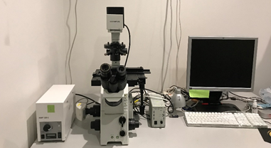 Inverted Olympus microscope