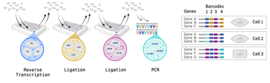 Combinatorial barcoding (Parse)