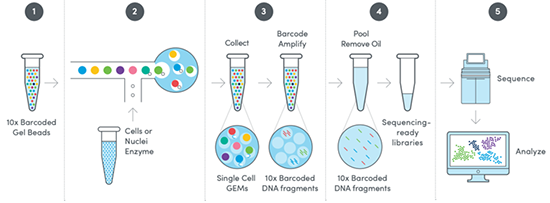 Droplet technology (10x Genomics)