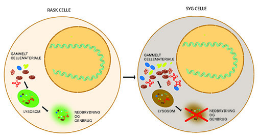 Cellens lysosomer