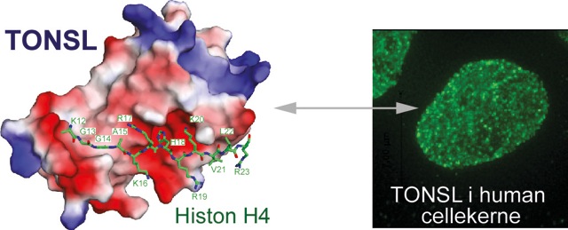 Venstre: Billedet viser TONSL-proteinet (rød-blå-hvid) bundet til en del af cellens kromatin (grøn tråd), som indeholder cellens epigenetiske information. Højre: Lokalisering af TONSL-proteinet (grøn) i en human cellekerne.