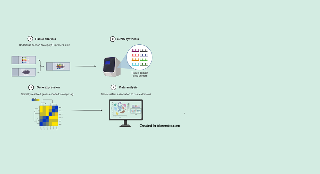 Spatial transcriptomics figure