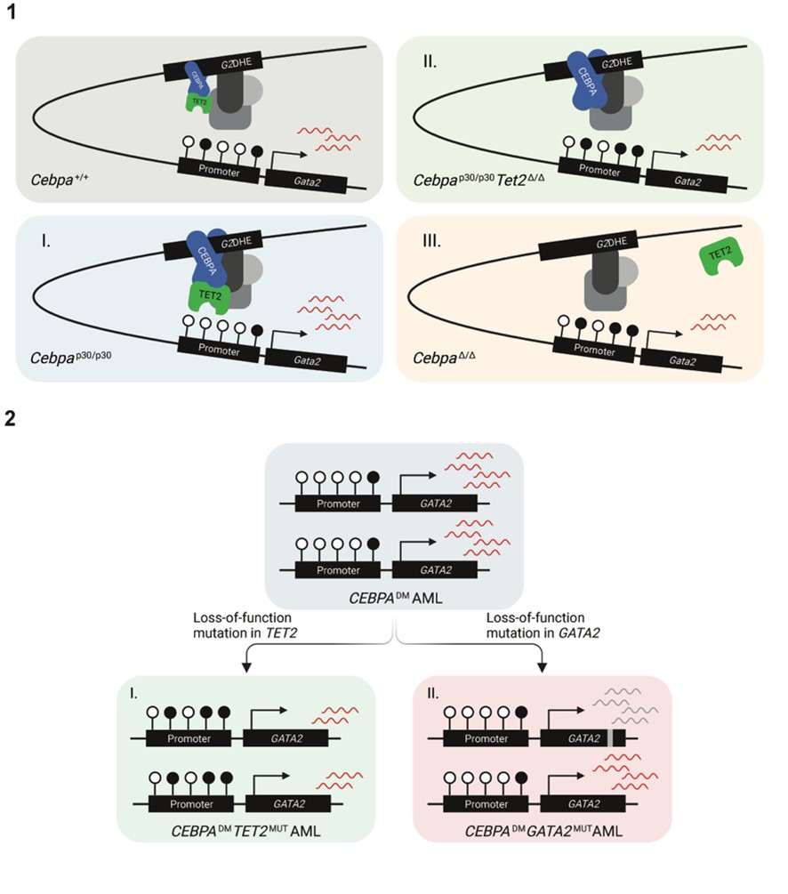 TET2 lesions enhance the aggressiveness of CEBPA-mutant AML by rebalancing GATA2 expression. 1. Model of Gata2 differential expression as a consequence of (I) elevated CEBPA p30 due to the hypermorphic effect of the CEBPANT, (II) TET2 deficiency and, (III) CEBPA deficiency. 2. Schematic illustration of two strategies for CEBPADM AML to rebalance GATA2 levels by (I) loss-of-function mutations in TET2 and (II) loss-of-function mutations in one GATA2 allele.
