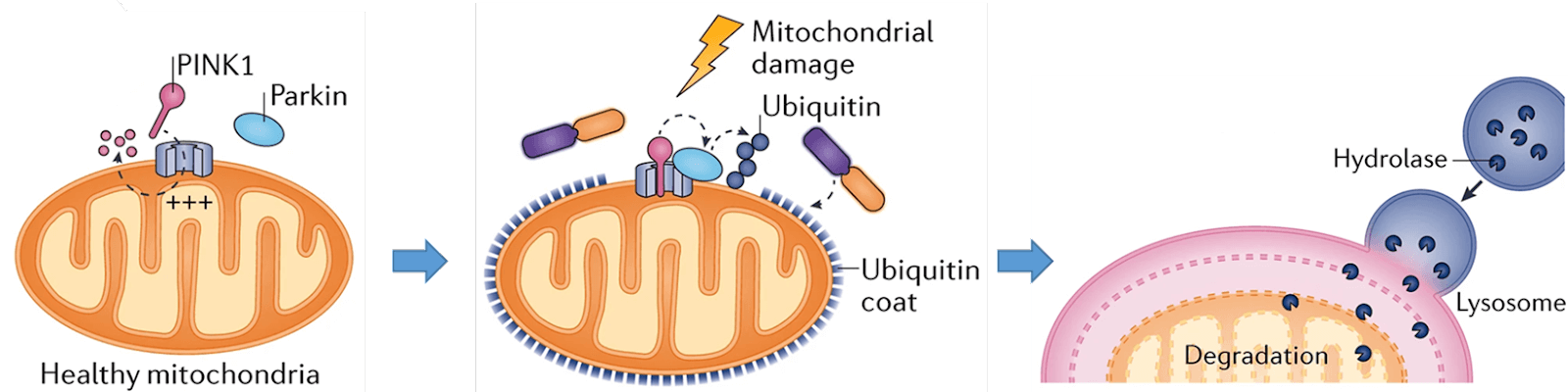 Figure: Harper, J., et al. Nat Rev Mol Cell Biol 19, 93–108 (2018). https://doi.org/10.1038/nrm.2017.129