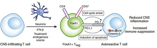 Figure 1. Neurons, via expression of IFNβ, reprogram pathogenic T lymphocytes in the brain to become anti-inflammatory cells, called FoxA1+ regulatory T cells, in MS (Liu et al., Nature Medicine 2014). Adapted from News & Views by Delgoffe and Vingali (Nature Medicine, 2014).