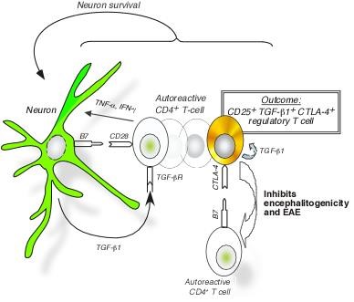 Figure 2. Neurons, via expression of TGFβ and B7, convert pathogenic T lymphocytes in the brain into anti-inflammatory cells, called FoxP3+ regulatory T cells, which prevent MS-like disease (EAE) (Liu et al., Nature Medicine 2006). Highlighted in News & Views by Fujinami (Nature Medicine 2006).