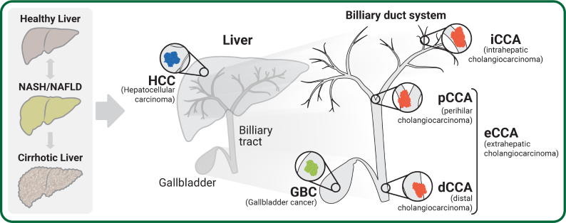 The Andersen group is an interdisciplinary research laboratory focused on malignancies related to the liver and biliary system