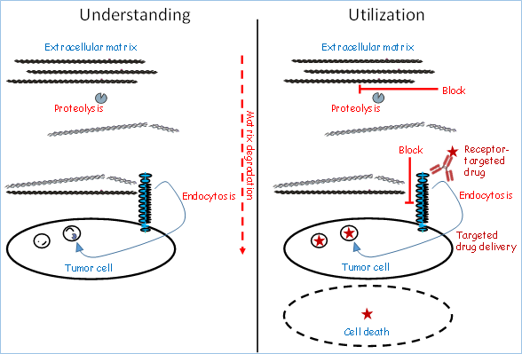 Schematic representation of major project themes. The projects are divided into an Understanding and a Utilization part, respectively.  The Understanding part (left part of figure) is represented by specific focus components and processes in the extracellular matrix, on the cell surface and inside (tumor) cells. These processes are all related to matrix degradation and comprise the cleavage of matrix proteins by extracellular proteases, the endocytosis of matrix proteins and their initial cleavage products and ultimately their complete degradation in intracellular vesicles (lysosomes). The Utilization part (right part of figure) is represented by the same components and processes, supplemented with various means of interference or manipulation which may be utilized for therapy. These means of intervention include the blocking of proteolysis or receptor binding, as well as the utilization of endocytic receptors for receptor-specific drug delivery.