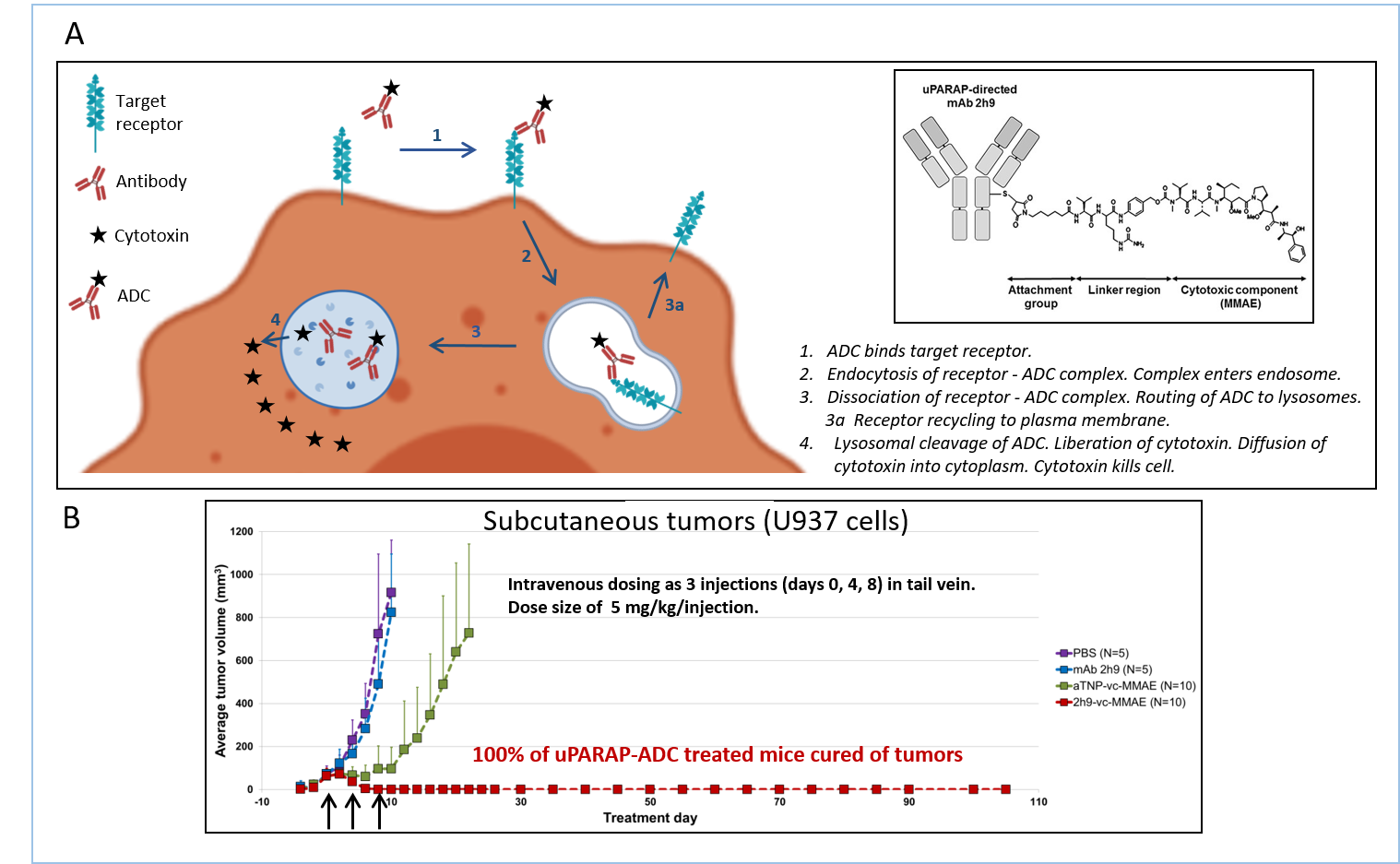 Panel A shows the mode of action of an antibody-drug conjugate (ADC) in a cartoon format. The steps included are: 1.	The ADC binds the target receptor on the cancer cell surface. 2.	Endocytosis of the receptor-ADC complex. Following this event, the complex enters the endosome. 3.	Dissociation of the receptor-ADC complex. Routing of the ADC to lysosomes. 3a  Recycling of the free receptor to the plasma membrane. (This step occurs only for   constitutively recycling receptors). 4.	Cleavage of the ADC in the lysosome leads to liberation of the cytotoxin. This is followed by diffusion of the cytotoxin into the cytoplasm.  Finally, the cytotoxin kills the cell. Also included is a schematic representation of the build-up the published uPARAP-directed ADC (ref. Nielsen et al., 2017). The receptor-specific antibody and the cytotoxin, MMAE, are connected through an attachment group and a covalent linker structure that is stable in the circulation but susceptible to cleavage in the lysosome. Panel B shows the result of treatment of mice carrying subcutaneous U937 tumors with the uPARAP-directed ADC designated 2H9-vc-MMAE (ref. Nielsen et al., 2017). Plot showing tumor volume vs. days after treatment. This treatment leads to a complete cure of 10 out of 10 mice, whereas tumors in mice treated with PBS or unconjugated anti-uPARAP antibody grow exponentially. In mice treated with an irrelevant ADC (aTNP-vc-MMAE), tumor growth displays just a moderate delay.