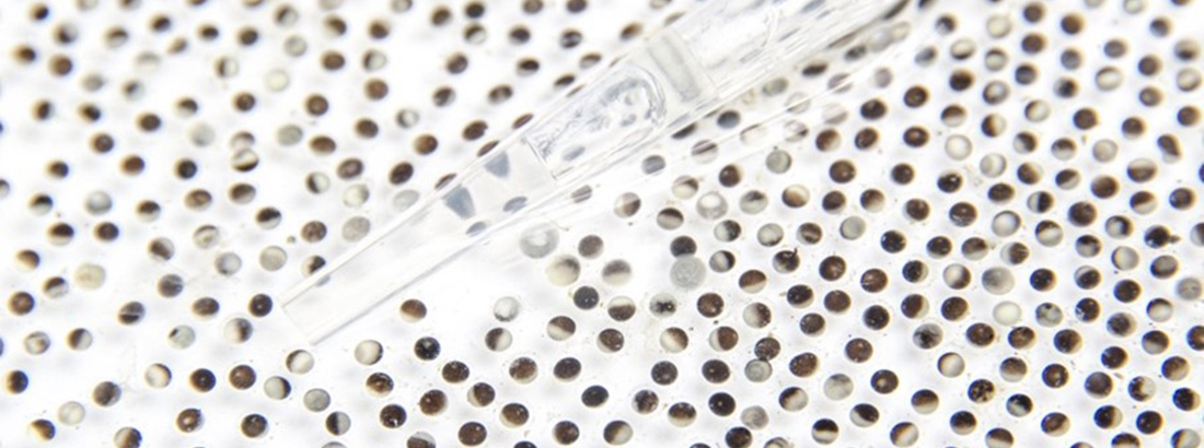 Xenopus eggs Photo: Christian Arán 