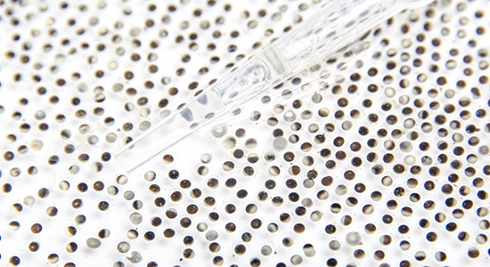 xenopus eggs
