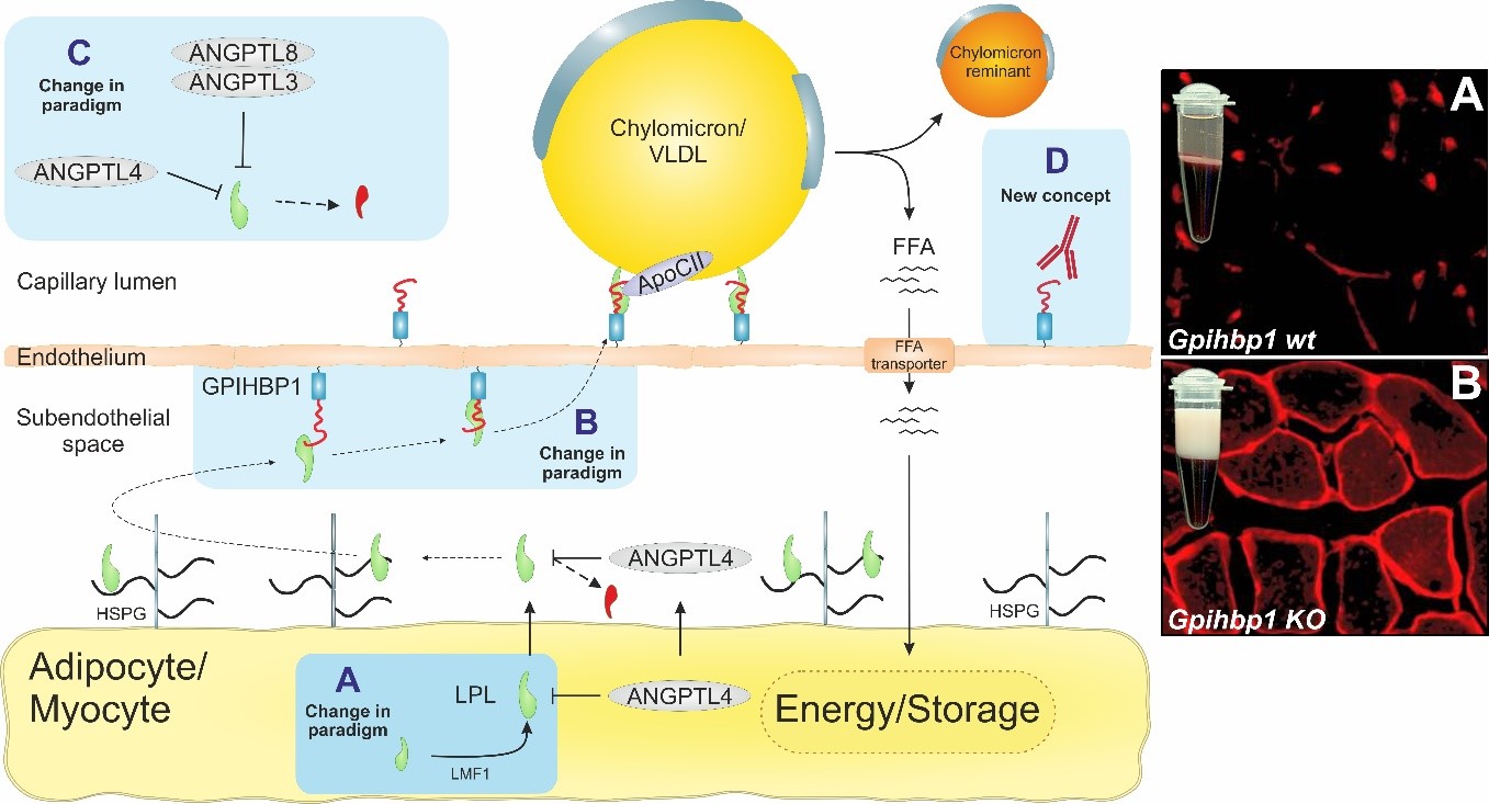 Image 2: Biochemical pathway for intravascular lipid metabolism. Micrographs to the left shows creamy plasma and mislocalization of LPL to the subendothelial spaces when GPIHBP1 is absent or dysfunctional. 