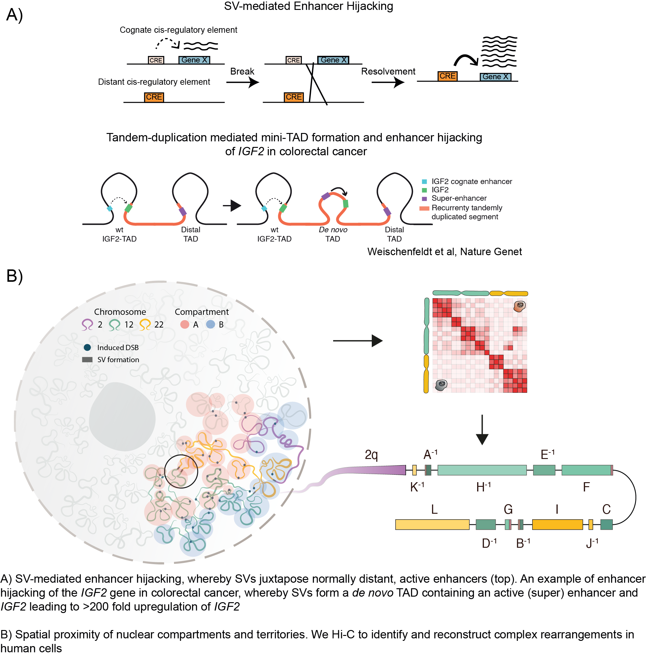 SV-mediated Enhancer Hijacking. For further details and describtion of the figure please contact communication@bric.ku.dk