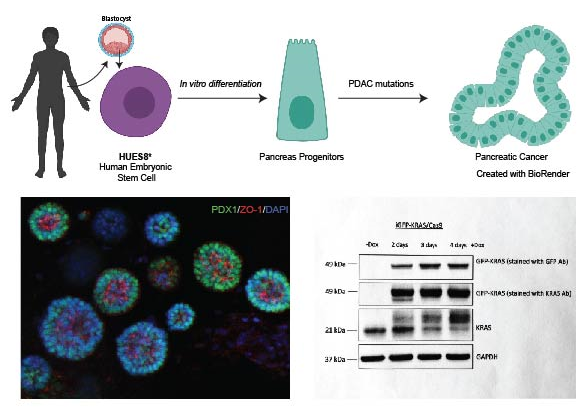 The laboratory is using a combination of human- and mouse-derived organoids to investigate the molecular mechanisms of cellular plasticity in homeostasis and cancer.