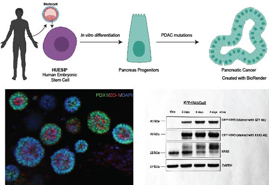 The laboratory is using a combination of human- and mouse-derived organoids to investigate the molecular mechanisms of cellular plasticity in homeostasis and cancer.