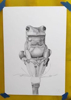 Drawn frogg