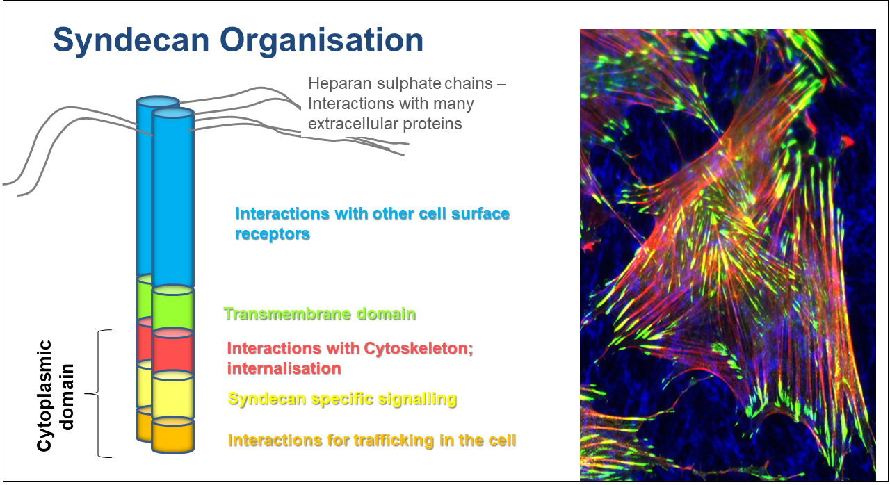 Figure 1. Left – diagram of syndecan structure, showing transmembrane core protein to which several heparan sulphate polysaccharides are attached externally.  Right - immunofluorescence image of fibroblasts in a fibronectin matrix (blue) showing the actin bundles (red) terminating at focal adhesions (green). Syndecan-4 promotes focal adhesion assembly.