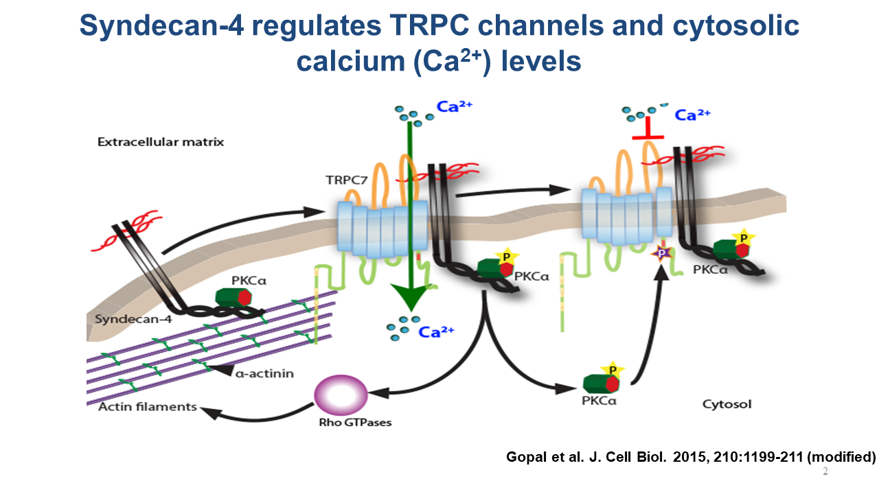 Figure 2. Summary of the role of syndecan-4 in controlling the TRPC stretch-activated channels and thereby promote focal adhesion assembly. Both the syndecan and channel interact with the actin-associated protein α-actinin. A microfilament bundle is shown on the left. PKCα – protein kinase Cα, required in syndecan-4 mediated signalling. 