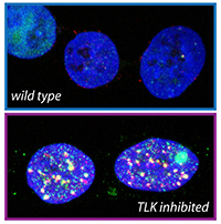 TLK inhibition leads to replication stress  and extensive DNA damage in cultured cancer cells.