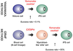 Representation of Yamanaka and Graf reprogramming schemes. C/EBPα makes myeloblast-like ‘elite’cells, which are highly susceptible to reprogramming. Figure by Janus Schou Jakobsen. Click for large image