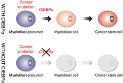 Schematic illustration of the involvement of C/EBPα in acute myeloid leukemia. C/EBPα is required for certain types of this serious disease to arise. Click for large image.