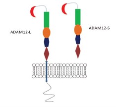 ADAM12 molecule (Adopted figure from Biochim Biophys Acta.2013 Oct; 1830(10): 4445-4456)