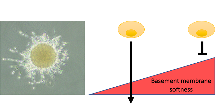 LEFT: Spheroid of breast cancer cells breaking through basement membrane to invade into the surrounding area. This ability is determined by the ratio of netrin-molecules present in the basement membrane composition (image from Erler lab). RIGHT: Schematic to explain the impact of basement membrane softness on cancer cell’s ability to cross vessels. 