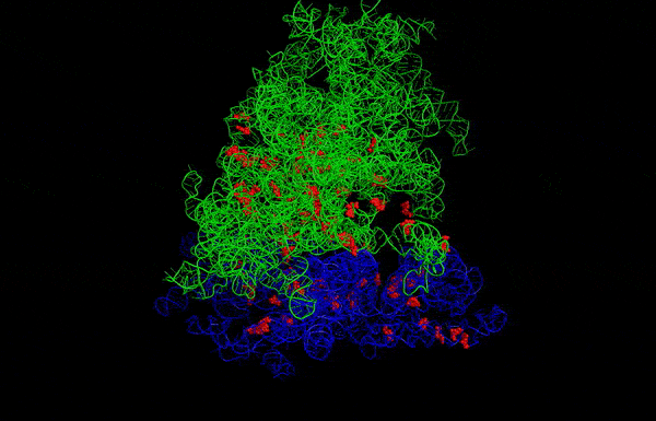 Ribosome protein structure